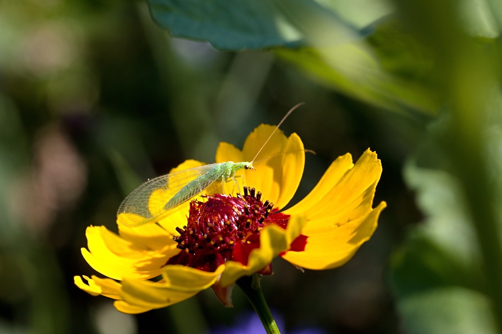 akkerranden akkerrand bloem bloemen flora hdr polder gewas landbouw biodiversiteit landschap cannabis wiet marihuana hasj hennep